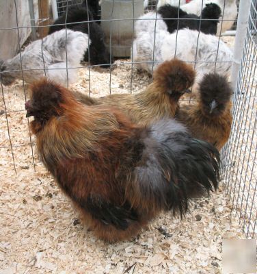 18+ bearded silkie chicken hatching eggs many colors