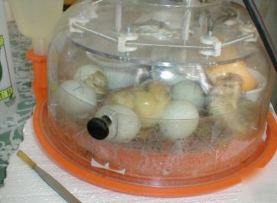 6 ~npip~ hatching eggs butterscotch & snowy call duck 