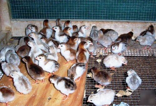 28+ guinea fowl hatching eggs 13 colors chocolate slate