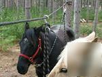 Lead rope clip - the superior horse tying system