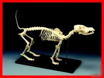 Canine dog skeleton anatomical veterinary model vet