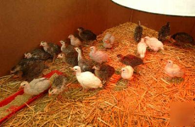 Guinea 12 hatching eggs guineas