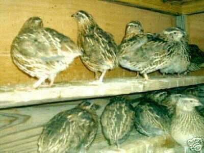 24 plus extras, fresh XLD1 jumbo quail hatching eggs 