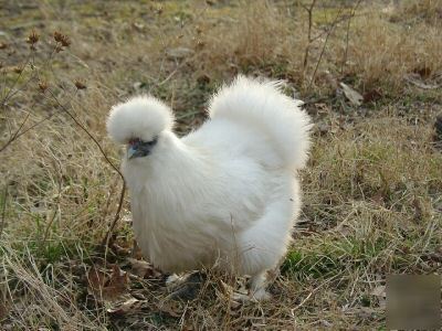 6 + white silkie hatching eggs npip very fluffy