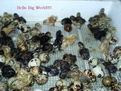 60 quail hatching eggs...nice variety of types