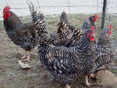  twelve plymouth barred rock chicken hatching eggs