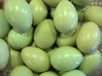 15+ ameraucana chicken hatching eggs express shipping