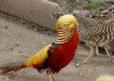12 red golden pheasant hatching eggs extras guaranteed 