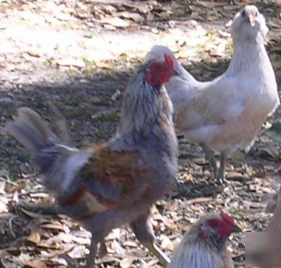12+ hatching araucana bantam chicken bluish green eggs