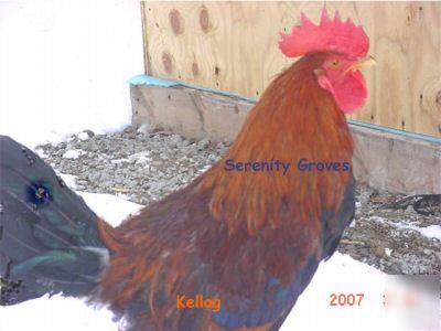 Welsummer fertile incubator hatching eggs - rare