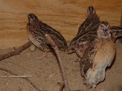 50 pharoah coturnix quail hatching eggs npip 