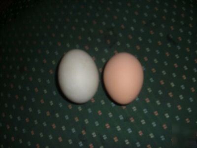 3+mixed breed farm hatching chicken eggs