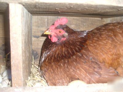 3+mixed breed farm hatching chicken eggs