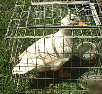 9+ white call duck eggs for incubator 