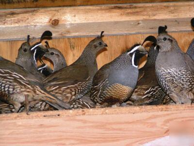 24 valley quail hatching game eggs /gamble/blue scale/?