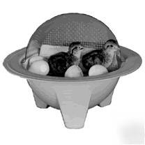 Incubator 4 fertile quail or 3 chicken, can buy it now
