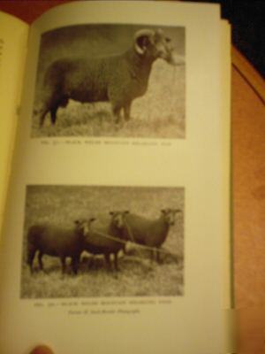 Sheep husbandry~farming scotland mutton & wool~fraser 