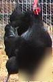 6 pack of black australorp hatching eggs pure bred 