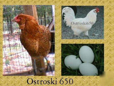 One dozen ~araucana/ameraucana~ eggs for hatching #179