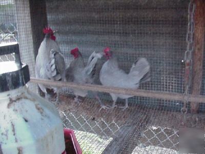 12+ self blue and blue old english bantam game eggs