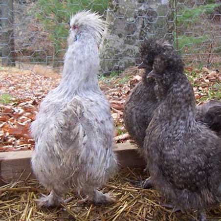 6 excellent quality cuckoo silkie hatching eggs