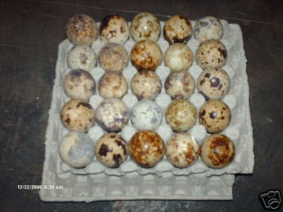 12 pharoah quail eggs (coturnix )