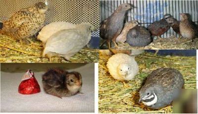 20+ extras button quail hatching eggs
