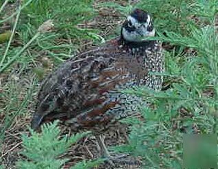 25+ bobwhite quail hatching eggs