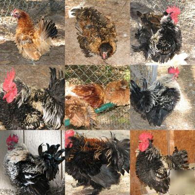 10+ pure frizzle hatching eggs incubator 