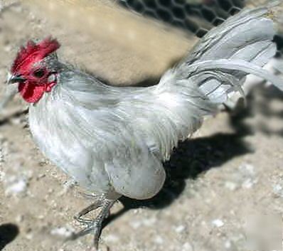 12+self blue old english bantam hatching eggs