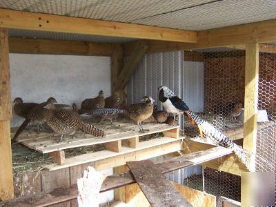 12 lady amherst pheasant eggs 