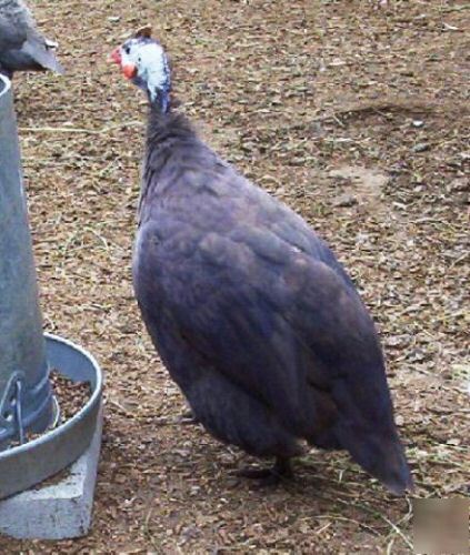 28+ guinea fowl hatching eggs 13 colors chocolate slate