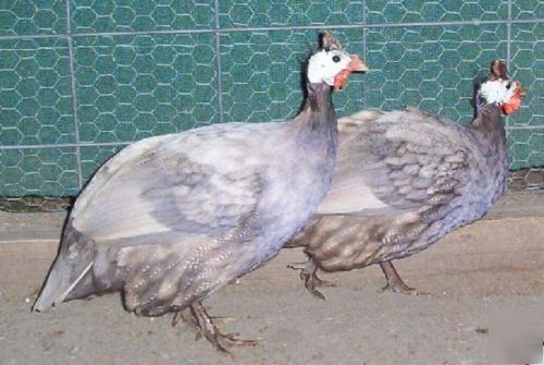 28+ guinea fowl hatching eggs 13 colors chocolate slate