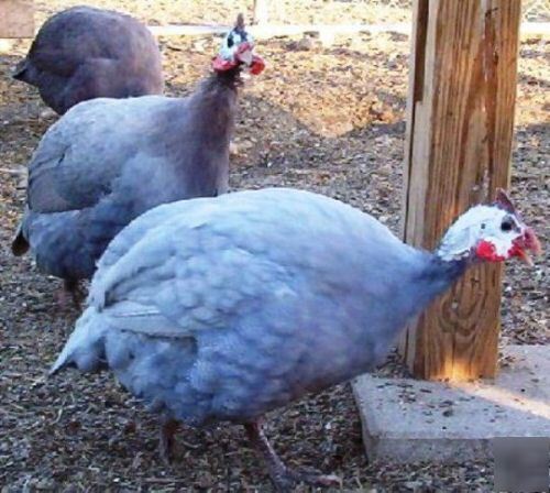 28+ guinea fowl hatching eggs 13 colors chocolate slate