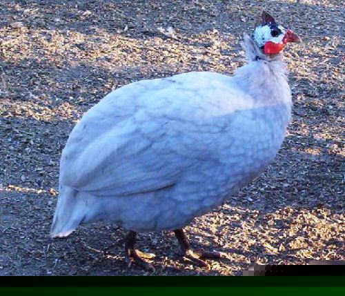 28+ guinea fowl hatching eggs 13 colors chocolate slate