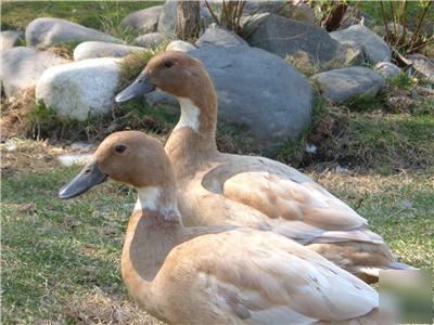 6 fertile hatching duck eggs,magpie,khaki campbell/bali