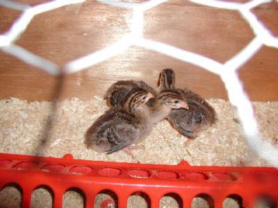 Guinea 12 hatching eggs guineas