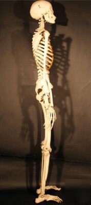 Fully articulated real human skeleton