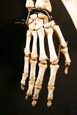 Fully articulated real human skeleton