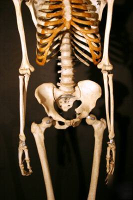 Fully articulated real human skeleton