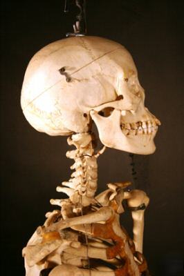 Fully articulated real human skeleton