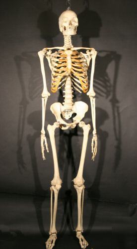 Fully articulated real human skeleton