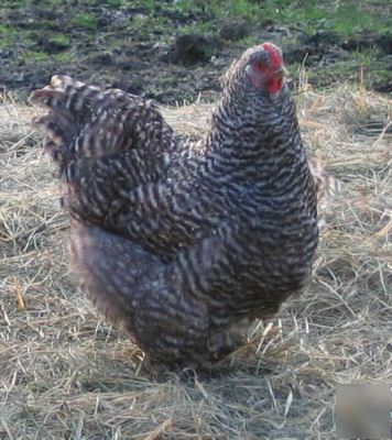 12 standard barred cochin hatching eggs