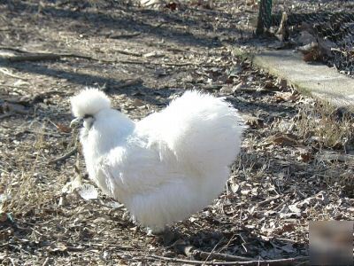 6 + white silkie hatching eggs npip very fluffy