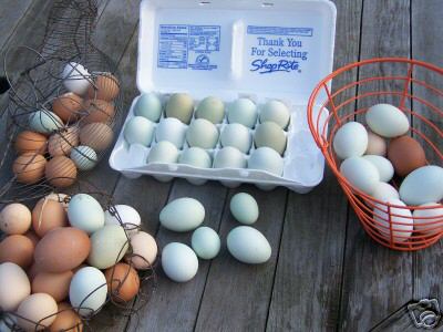 12 blue/green chicken ee eggs for hatching incubator