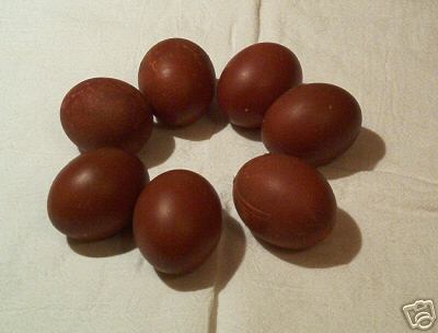 6 copper black marans chicken eggs 4 hatching. 