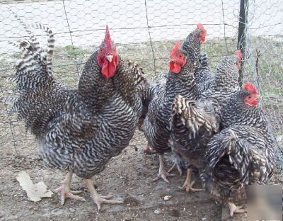  twelve plymouth barred rock chicken hatching eggs