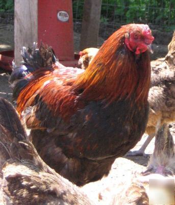 15+ ameraucana chicken hatching eggs express shipping