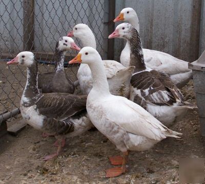 2 extremely rare shetland geese goose hatching eggs