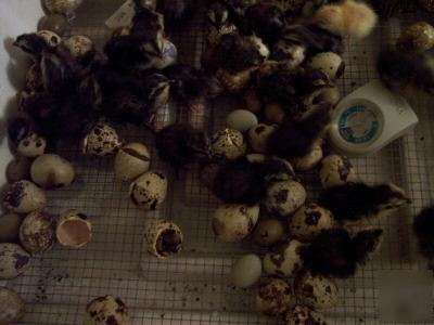 30++ pharoah quail hatching eggs fertile/ jumbo incl